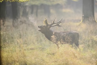 Red deer (Cervus elaphus) roaring in the rutting season, North Rhine-Westphalia, Germany