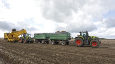 Agricultural harvesting of potatoes with potato harvester ROPA Keiler 2 in front of tractor Claas