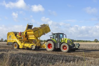Agricultural harvesting of potatoes with ROPA Keiler 2 potato harvester in front of Claas Axion 830