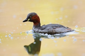 Little grebe (Tachybaptus ruficollis), North Rhine-Westphalia, Germany