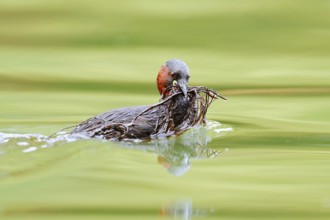Little grebe (Tachybaptus ruficollis) swimming with nesting material in its beak, North