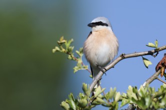 Red-backed shrike (Lanius collurio), male, North Rhine-Westphalia, Germany