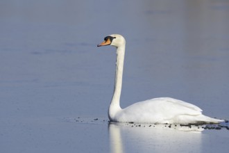 Mute swan (Cygnus olor) on a frozen lake in winter, North Rhine-Westphalia, Germany