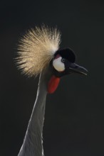 South African Crowned Crane or Grey-necked Crowned Crane (Balearica regulorum), portrait in