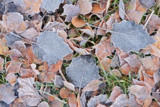 Foliage in autumn with hoarfrost, North Rhine-Westphalia, Germany
