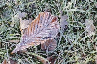 Horse chestnut or common horse chestnut (Aesculus hippocastanum), leaf with hoarfrost lying in the