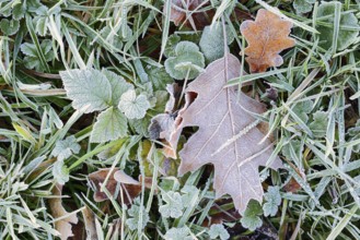 American red oak (Quercus rubra), leaf with hoarfrost, North Rhine-Westphalia, Germany