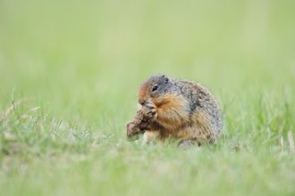Columbia ground squirrel (Urocitellus columbianus, Spermophilus columbianus) feeding in a meadow,