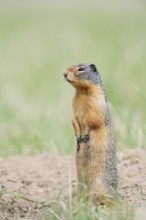 Columbia ground squirrel (Urocitellus columbianus, Spermophilus columbianus) standing upright on