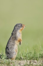 Columbia ground squirrel (Urocitellus columbianus, Spermophilus columbianus) standing upright in a