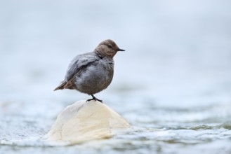 Grey White-throated Dipper (Cinclus mexicanus) standing on a rock in the water, Waterton Lakes