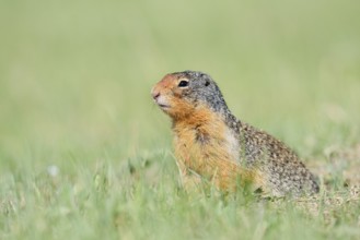 Columbia ground squirrel (Urocitellus columbianus, Spermophilus columbianus) looking out of the