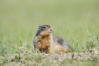 Columbia ground squirrel (Urocitellus columbianus, Spermophilus columbianus), Jasper National Park,