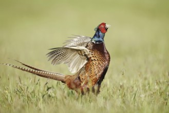 Hunting pheasant (Phasianus colchicus), cock mating in a meadow, North Rhine-Westphalia, Germany