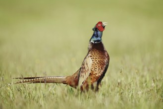 Hunting pheasant (Phasianus colchicus), cock stands calling in a meadow, North Rhine-Westphalia,