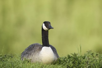 Canada goose (Branta canadensis) sitting on the bank, North Rhine-Westphalia, Germany