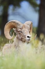 Rocky Mountains bighorn sheep (Ovis canadensis canadensis), ram, Banff National Park, Alberta,