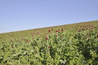 Purple clover or foxtail clover (Trifolium rubens) flowering, North Rhine-Westphalia, Germany
