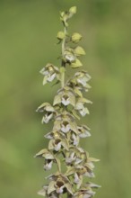 Broad-leaved helleborine or broad-leaved marsh orchid (Epipactis helleborine), inflorescence, North