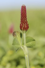 Purple clover or foxtail clover (Trifolium rubens), inflorescence, North Rhine-Westphalia, Germany