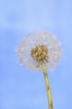 Common dandelion (Taraxacum sect. Ruderalia), dandelion, North Rhine-Westphalia, Germany
