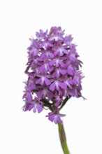 Pyramidal dogbane (Anacamptis pyramidalis), inflorescence against a white background, Kaiserstuhl,