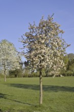 Flowering apple tree (Malus domestica) in spring, North Rhine-Westphalia, Germany