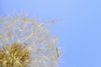 Common dandelion (Taraxacum sect. Ruderalia), dandelion, North Rhine-Westphalia, Germany