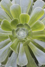Golden yellow aeonium or roofroot (Aeonium holochrysum), rosette of leaves, Tenerife, Canary