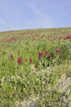 Purple clover or foxtail clover (Trifolium rubens) flowering, North Rhine-Westphalia, Germany