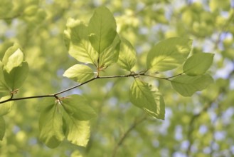 European beech (Fagus sylvatica), leaves in spring, North Rhine-Westphalia, Germany
