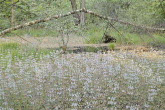 Flowering European water feather or water primrose (Hottonia palustris) in a pond, North