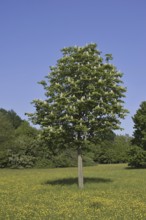 Horse chestnut (Aesculus hippocastanum) flowering in spring, North Rhine-Westphalia, Germany