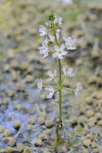 European water feather or water primrose (Hottonia palustris), inflorescence, North