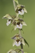 Broad-leaved helleborine or broad-leaved marsh orchid (Epipactis helleborine), flowers, North