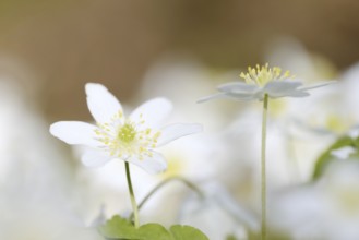 Wood anemone (Anemone nemorosa), flowers, North Rhine-Westphalia, Germany