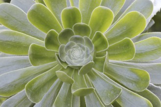 Golden yellow aeonium or roofroot (Aeonium holochrysum), rosette of leaves, Tenerife, Canary