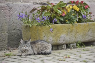 Domestic cat lying in front of a flower pot with blooming flowers, Alsace, France