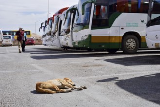 Dog and buses at the car park of Hatshepsut Temple, Mortuary Temple of Hatshepsut, Deir el-Bahari,