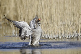 Greylag goose (Anser anser), flapping wings, North Rhine-Westphalia, Germany