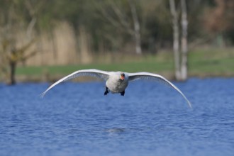 Mute swan (Cygnus olor) flying over a lake, North Rhine-Westphalia, Germany