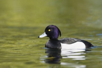 Tufted Duck (Aythya fuligula), swimming drake, North Rhine-Westphalia, Germany