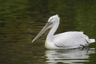 Dalmatian Pelican (Pelecanus crispus), swimming, Lake Kerkini, Central Macedonia, Greece
