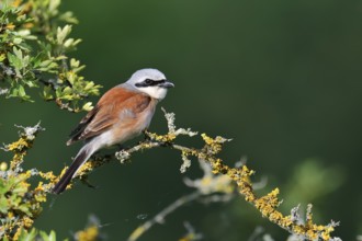 Red-backed shrike (Lanius collurio), male, North Rhine-Westphalia, Germany