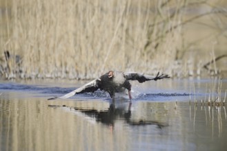 Greylag goose (Anser anser) flying up, North Rhine-Westphalia, Germany