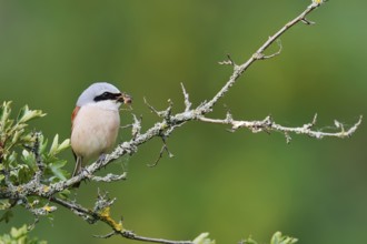 Red-backed shrike (Lanius collurio), male sitting with prey on a branch, North Rhine-Westphalia,