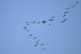 Cranes (Grus grus) in flight, North Rhine-Westphalia, Germany