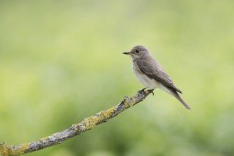 Grey flycatcher (Muscicapa striata) sitting on a branch, Alsace, France