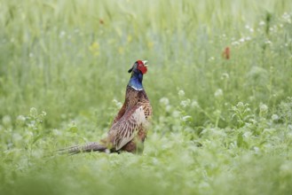 Hunting pheasant (Phasianus colchicus), calling cock, North Rhine-Westphalia, Germany