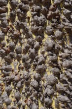 Floret silk tree (Ceiba speciosa), trunk with pointed spines, Algarve Portugal